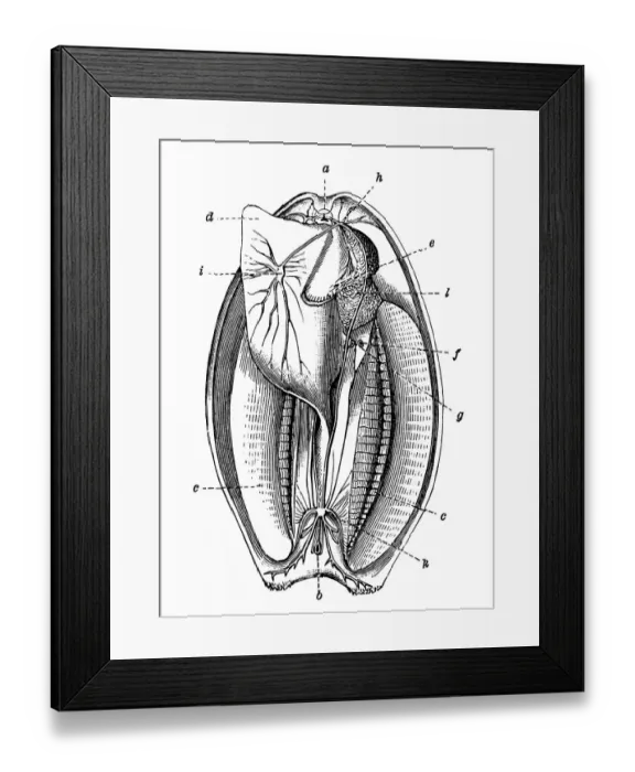 Framed Print : Mussel section Framed Print : Mussel section