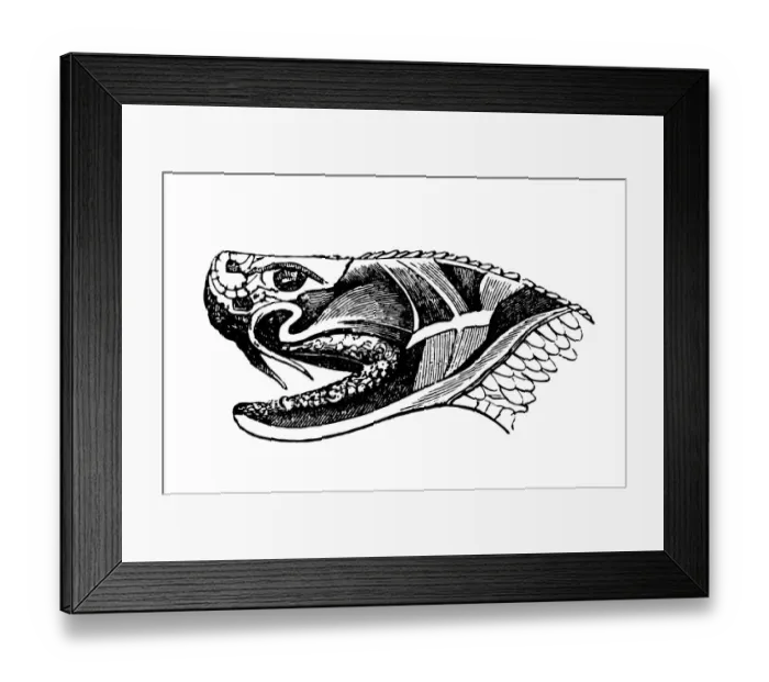 Framed Print : snake. Section of snake head showing poison glands and fangs, vintage illustration Framed Print : snake. Section of snake head showing poison glands and fangs, vintage illustration