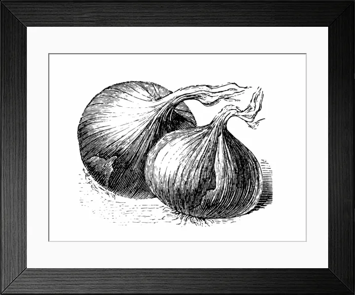 Framed Print : onion. Engraved image of onion Framed Print : onion. Engraved image of onion