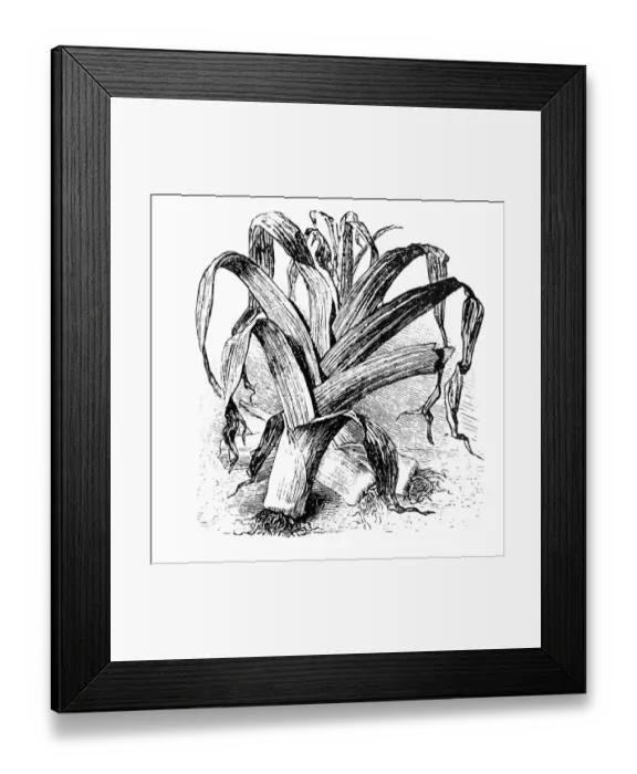 Framed Print : leek. Engraved illustration of leek Framed Print : leek. Engraved illustration of leek