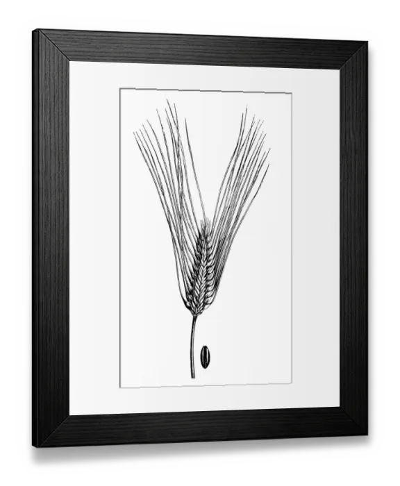 Framed Print : Sprat Barley (Hordeum zeocriton) Framed Print : Sprat Barley (Hordeum zeocriton)