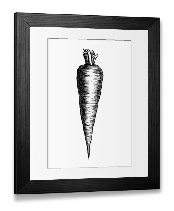 Framed Print : Carrot. Engraved illustration of carrot Framed Print : Carrot. Engraved illustration of carrot