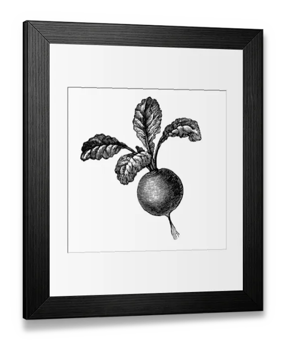 Framed Print : radish. Engraved illustration of radish Framed Print : radish. Engraved illustration of radish