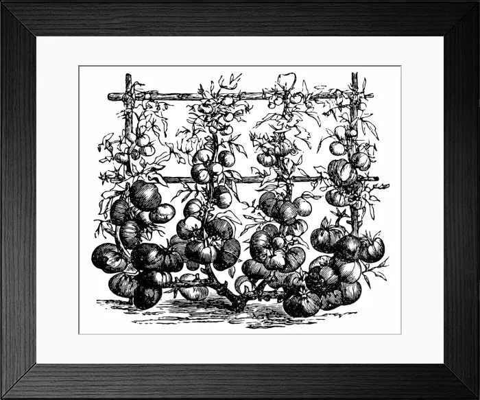 Framed Print : Tomatoes. Engraved illustration of tomatoes Framed Print : Tomatoes. Engraved illustration of tomatoes