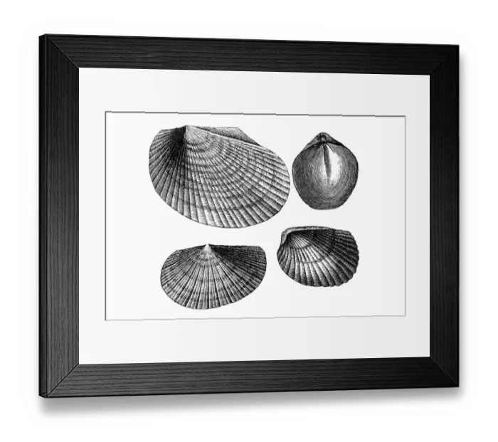 Framed Print : Mollusk. Antique illustration of a Mollusk Framed Print : Mollusk. Antique illustration of a Mollusk