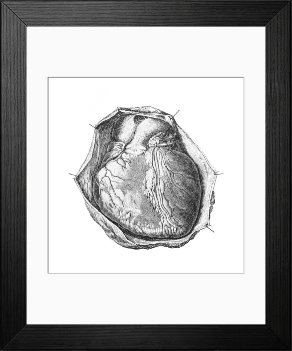 Framed Print : heart. Antique illustration of heart Framed Print : heart. Antique illustration of heart