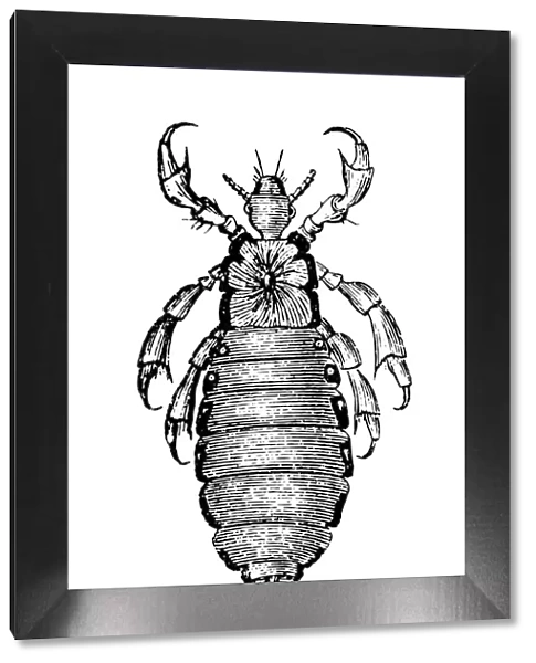 Head louse (Pediculus humanus capitis)