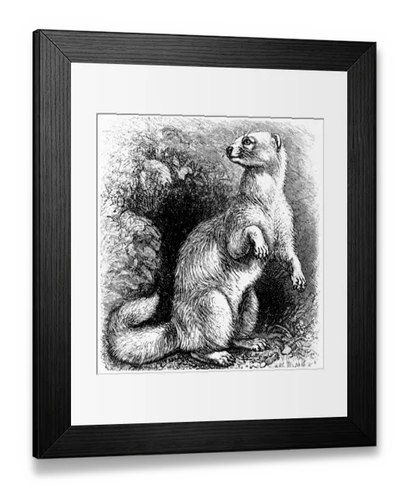 Framed Print : Ferret (Mustela putorius furo) Framed Print : Ferret (Mustela putorius furo)