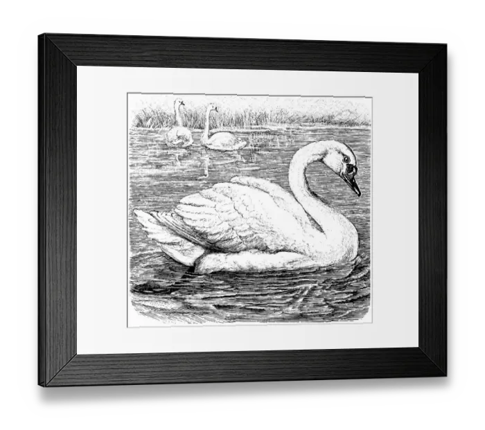 Framed Print : swan on a river Framed Print : swan on a river