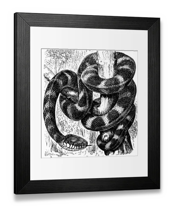 Framed Print : Gold-ringed cat snake (Boiga dendrophila) Framed Print : Gold-ringed cat snake (Boiga dendrophila)