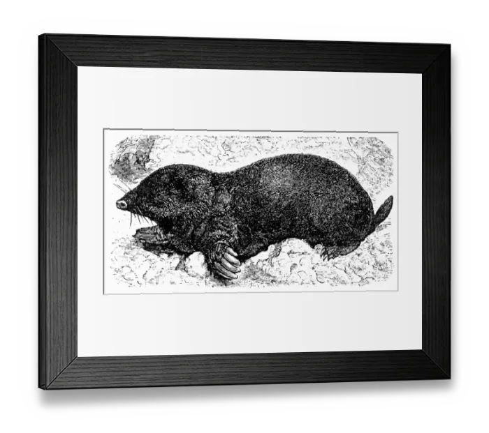 Framed Print : European Mole (Talpa Europaea) Framed Print : European Mole (Talpa Europaea)