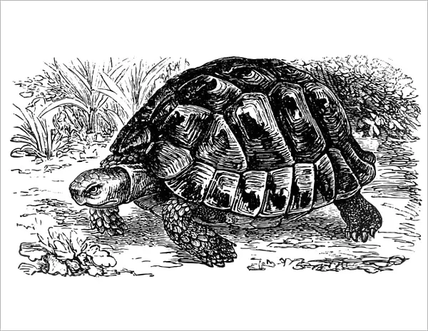 Spur-thighed tortoise (Testudo Graeca)