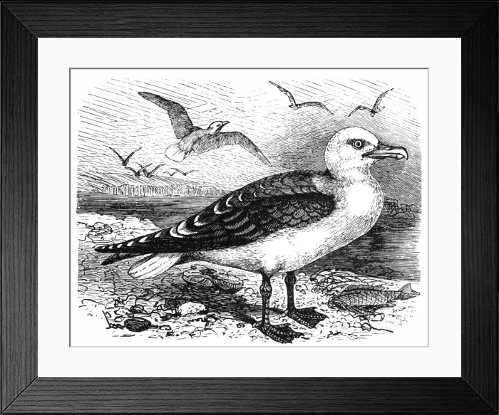 Framed Print : Black-backed gull (Larus marinus)