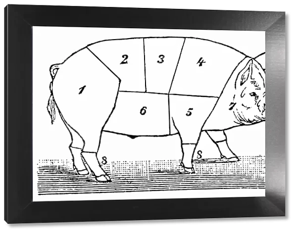 Cuts of Pork