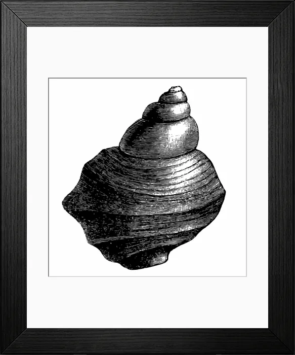 Framed Print : Mollusk. Antique illustration of a Mollusk