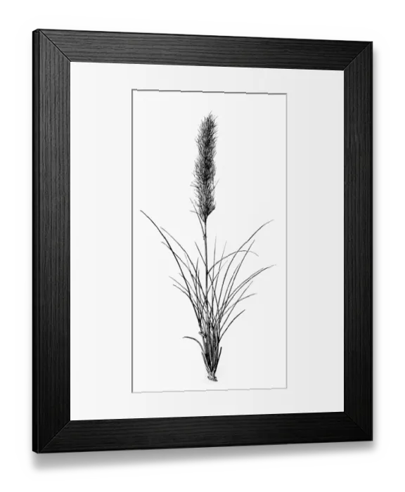 Framed Print : Stipa tenacissima (esparto, esparto grass, halfah grass) Framed Print : Stipa tenacissima (esparto, esparto grass, halfah grass)
