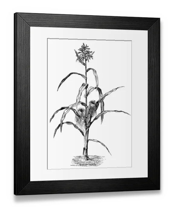Framed Print : Corn. Antique illustration of corn with leafs on white background