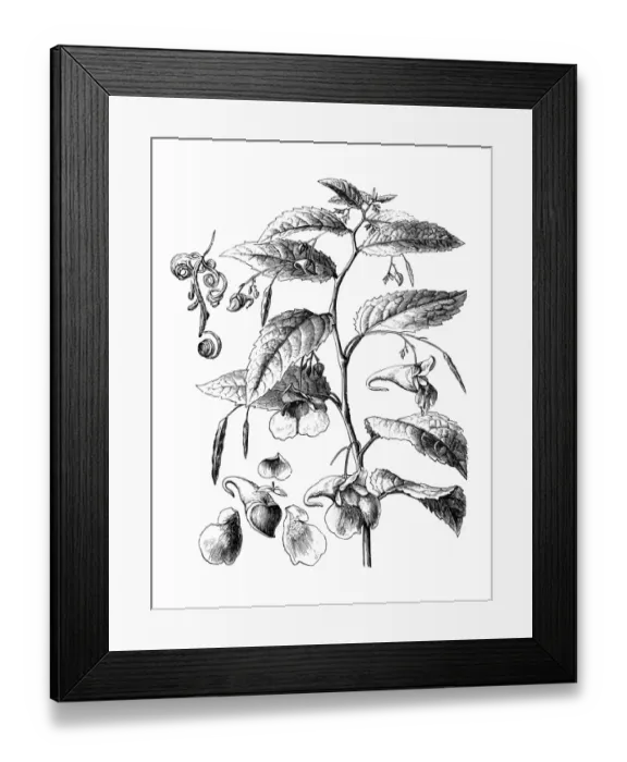Framed Print : Impatiens, jewelweed, touch-me-not, snapweed Framed Print : Impatiens, jewelweed, touch-me-not, snapweed