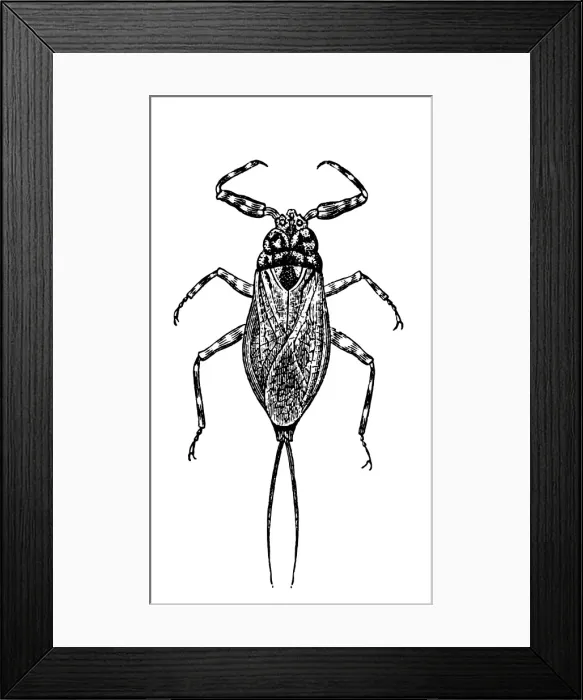 Framed Print : Water scorpion (Nepa cinerea)