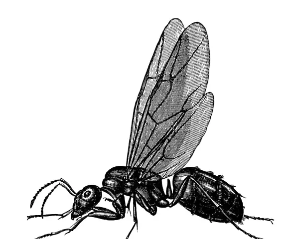 Flying Ant