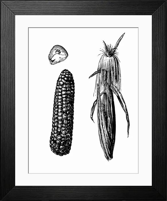 Framed Print : Corn. Antique illustration of corn with leafs on white background