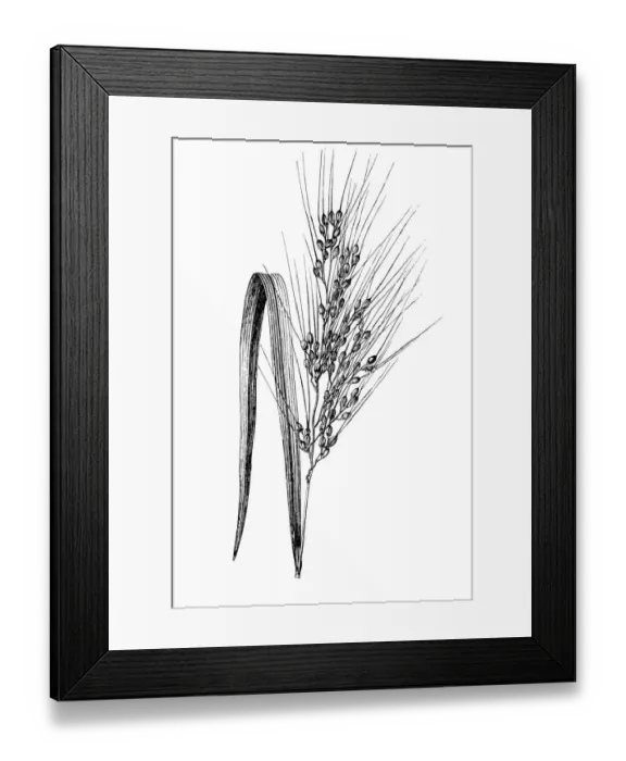 Framed Print : Asian Rice (Oryza sativa) Framed Print : Asian Rice (Oryza sativa)