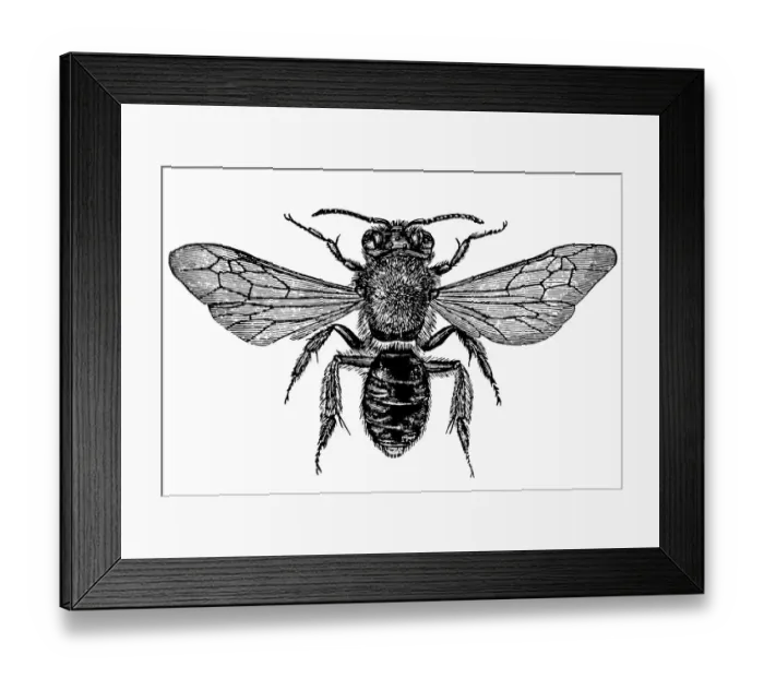Framed Print : Andrena bee ( Andrenidae) Framed Print : Andrena bee ( Andrenidae)
