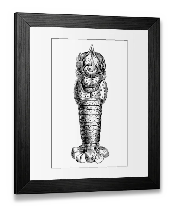 Framed Print : Pemphix sueuri Framed Print : Pemphix sueuri