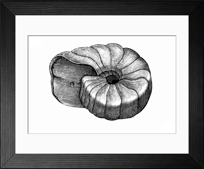 Framed Print : Mollusk. Antique illustration of a Mollusk Framed Print : Mollusk. Antique illustration of a Mollusk
