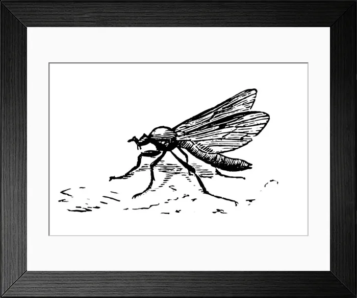 Framed Print : Mosquito. Black and white illustration of mosquito engraving style Framed Print : Mosquito. Black and white illustration of mosquito engraving style