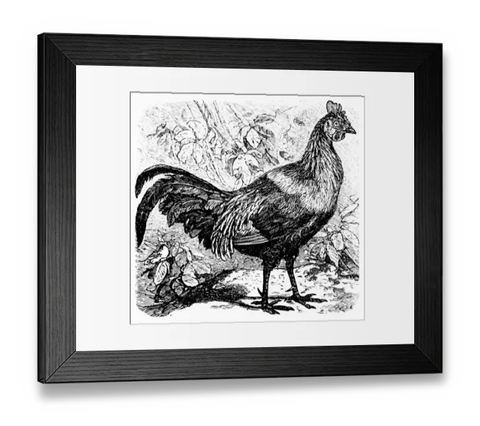 Framed Print : Grey Junglefowl, male Framed Print : Grey Junglefowl, male