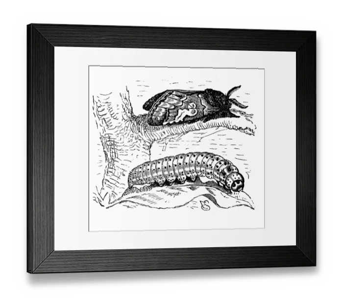 Framed Print : The Figure of Eight (Diloba caeruleocephala)