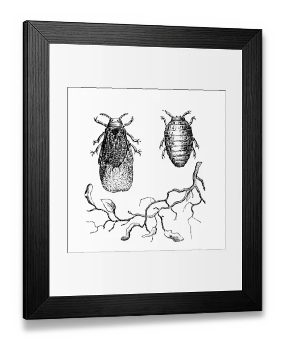 Framed Print : Grape Phylloxera (Daktulosphaira Vitifoliae) Framed Print : Grape Phylloxera (Daktulosphaira Vitifoliae)