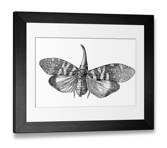 Framed Print : Pyrops candelaria Framed Print : Pyrops candelaria