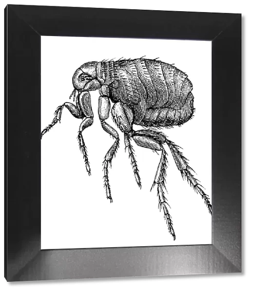 Flea. Antique 19th-century engraving of a flea (isolated on white)