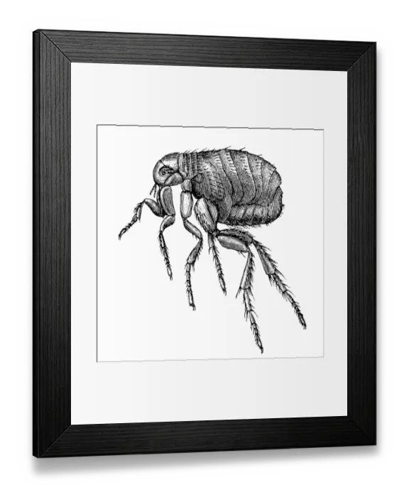 Framed Print : Flea. Antique 19th-century engraving of a flea (isolated on white) Framed Print : Flea. Antique 19th-century engraving of a flea (isolated on white)