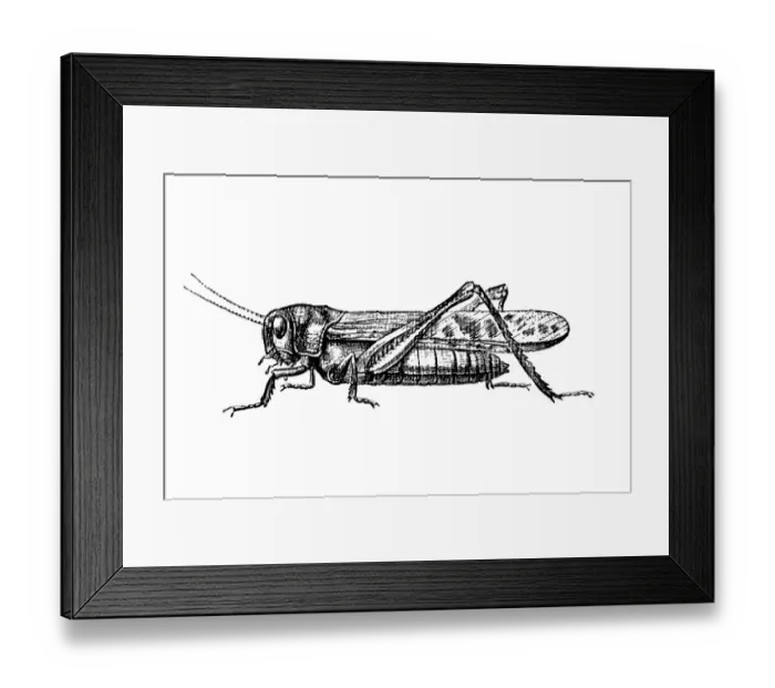 Framed Print : Grasshopper Framed Print : Grasshopper