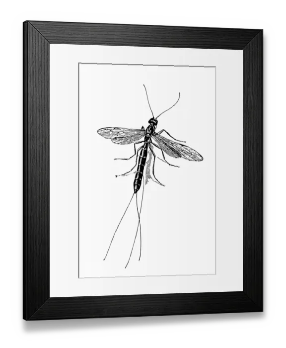 Framed Print : Palingenia longicauda Framed Print : Palingenia longicauda