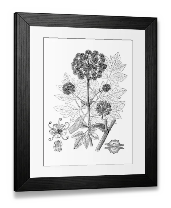 Framed Print : Antique illustration of Angelica archangelica (Garden Angelica, Holy Ghost)