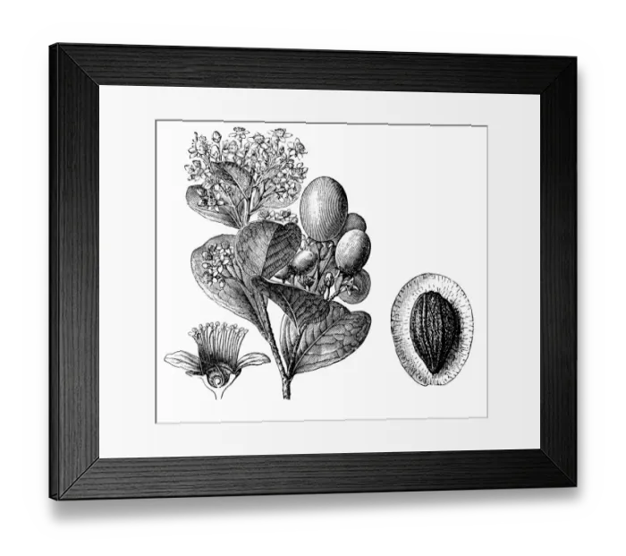 Framed Print : Chrysobalanus icaco (cocoplum, Paradise Plum or icaco) Framed Print : Chrysobalanus icaco (cocoplum, Paradise Plum or icaco)
