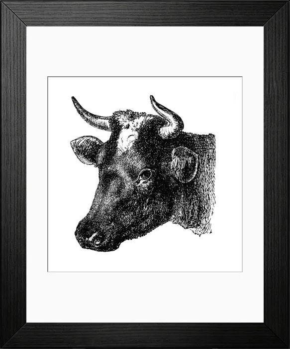 Framed Print : Dutch Cow. Antique illustration engraving of a Dutch cow head isolated on white Framed Print : Dutch Cow. Antique illustration engraving of a Dutch cow head isolated on white
