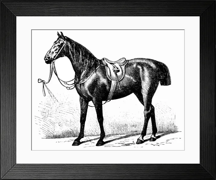 Framed Print : Yorkshire horse Framed Print : Yorkshire horse