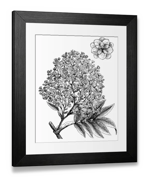 Framed Print : Antique illustration of Hagenia abyssinica Framed Print : Antique illustration of Hagenia abyssinica