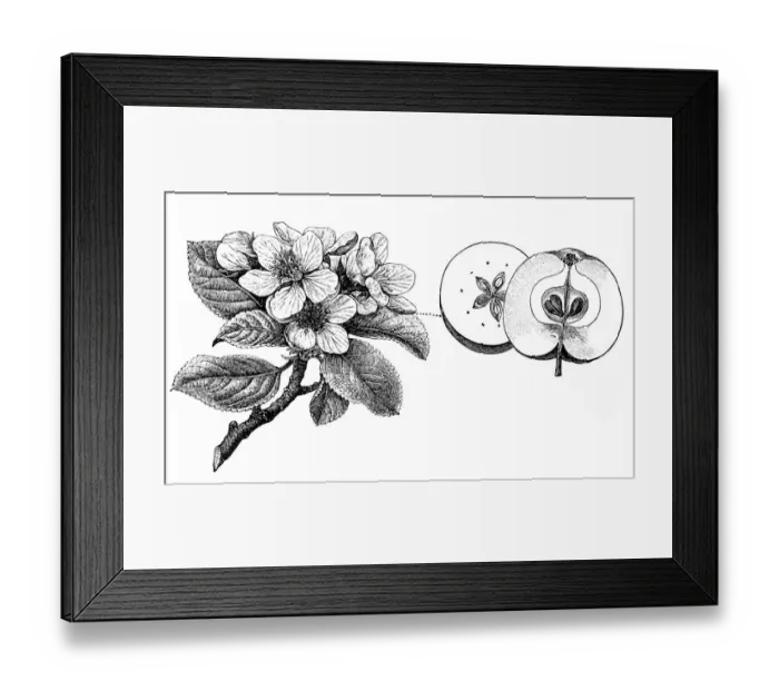 Framed Print : Antique illustration of apple tree Framed Print : Antique illustration of apple tree