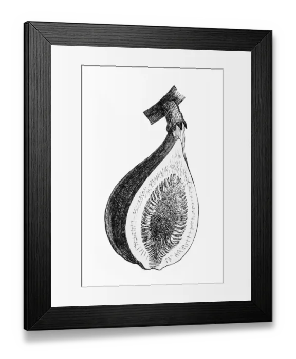 Framed Print : Antique illustration of fig section Framed Print : Antique illustration of fig section