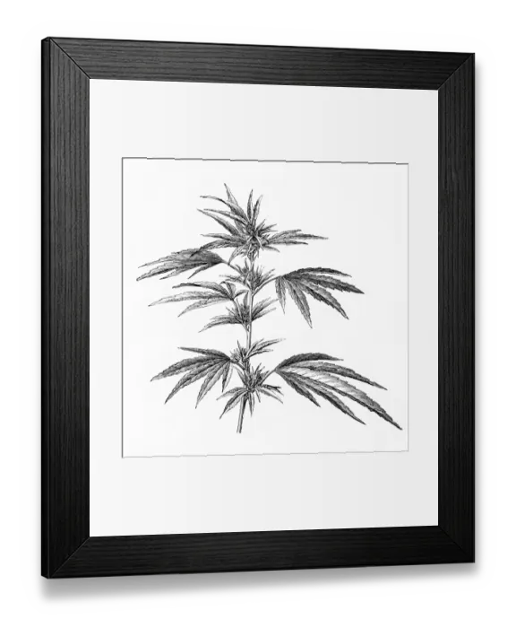 Framed Print : Antique illustration of Cannabis Framed Print : Antique illustration of Cannabis