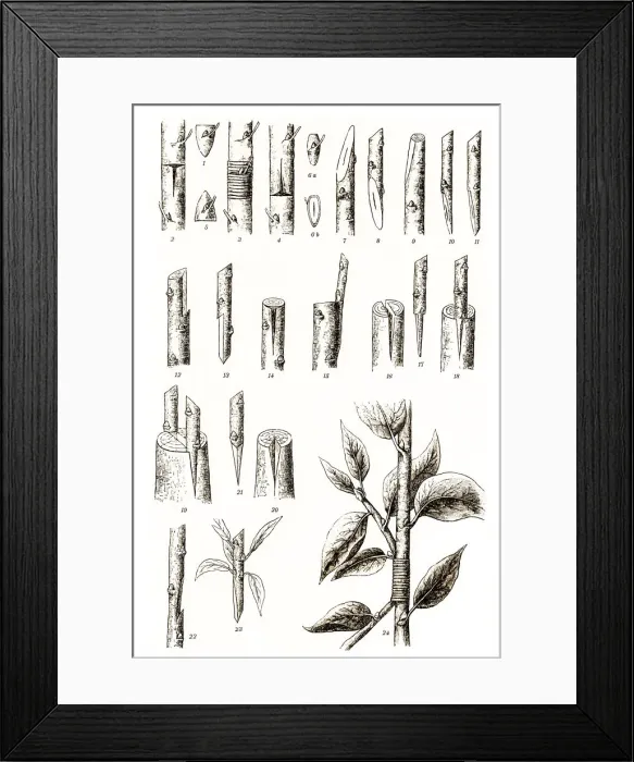 Framed Print : Grafting. Antique illustration of different variations of grafting at trees Framed Print : Grafting. Antique illustration of different variations of grafting at trees