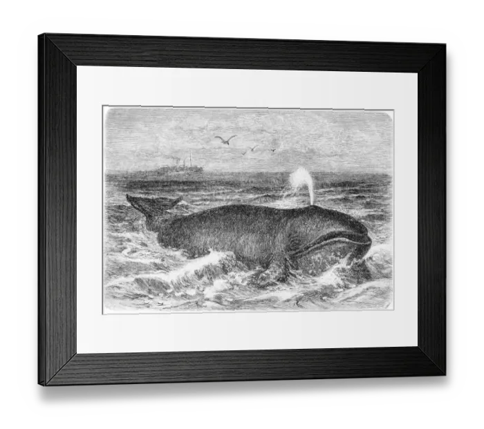 Framed Print : Common whale