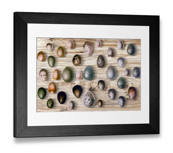 Framed Print : Eggs of birds in front of wood background Framed Print : Eggs of birds in front of wood background