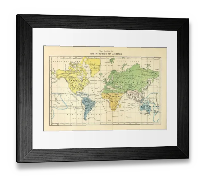 Framed Print : Distribution of Animals Map, Engraving, 1892 Framed Print : Distribution of Animals Map, Engraving, 1892